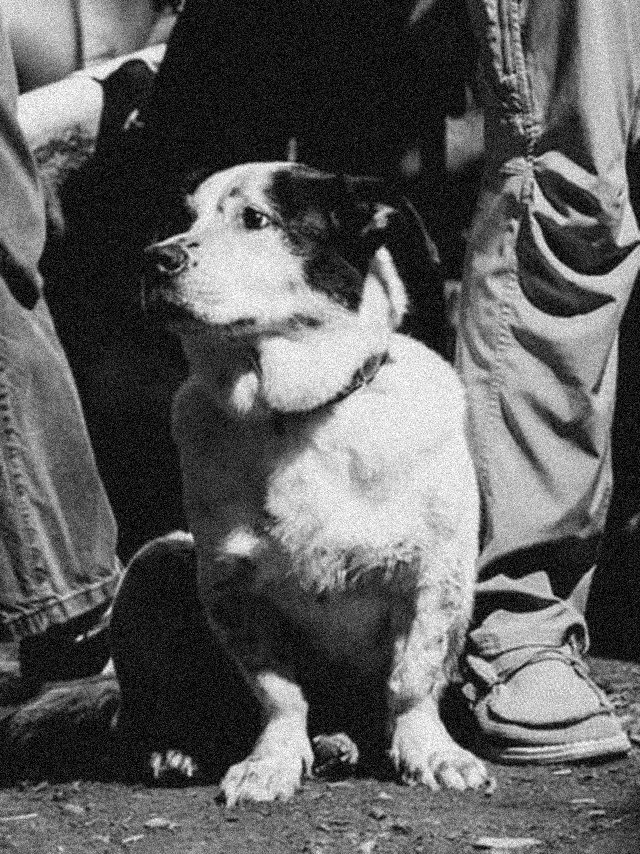 A dog at the shop social